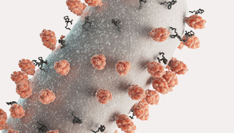 Representation of the respiratory syncytial virus (RSV)