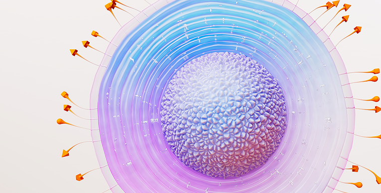 Representation of the varicella zoster virus (VZV) responsible for causing shingles