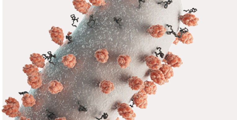 Representation of the respiratory syncytial virus (RSV) Representation of the respiratory syncytial virus (RSV)